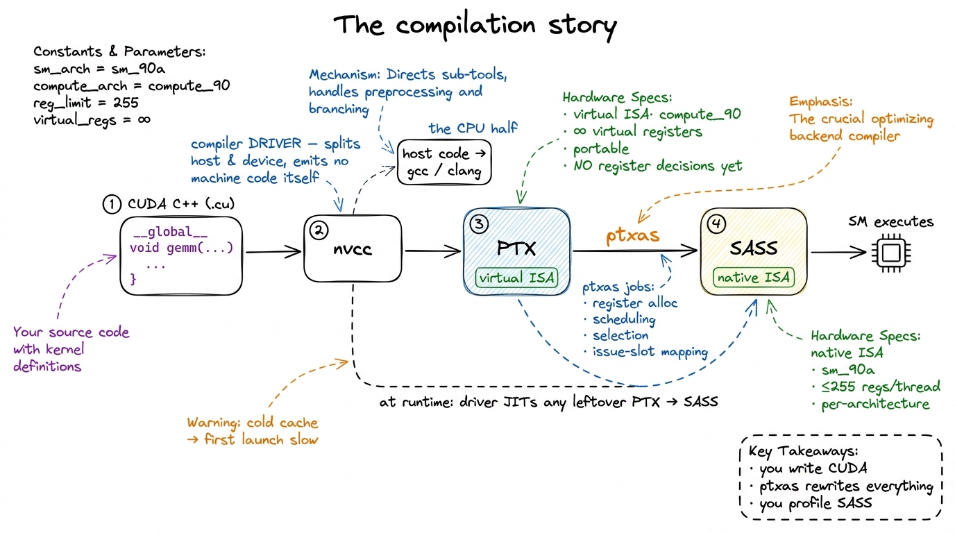 The full pipeline. nvcc lowers your code to portable PTX; ptxas — the real optimiser — lowers PTX to per-architecture SA